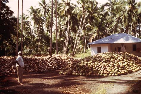 Dried Coconut moisture meter|coconut meat drying cost.